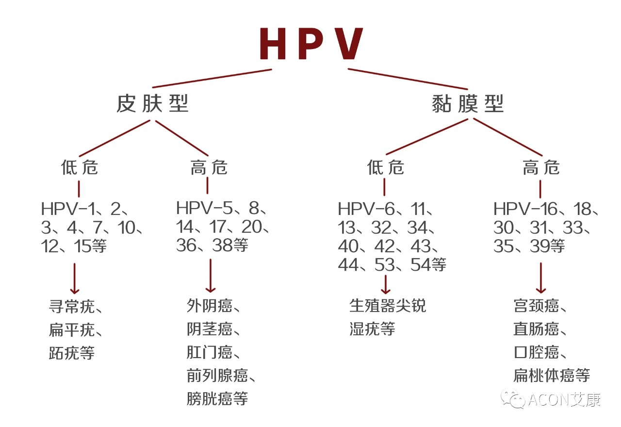 HPV疫苗有必要打嗎？二價、四價、九價要如何選擇！