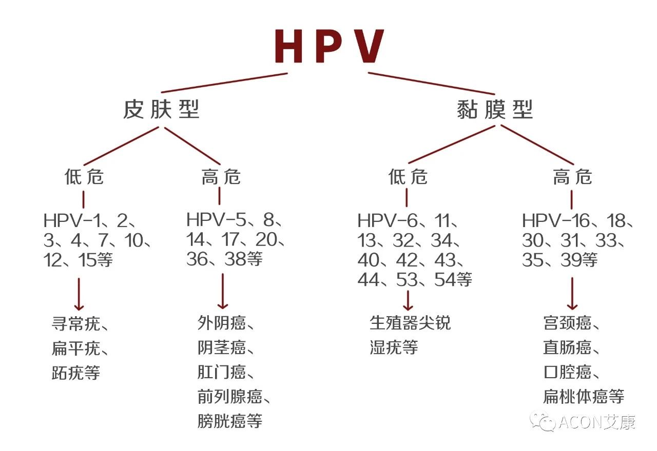 HPV轉(zhuǎn)陰其實(shí)很簡(jiǎn)單， 女性必知的宮頸癌真相
