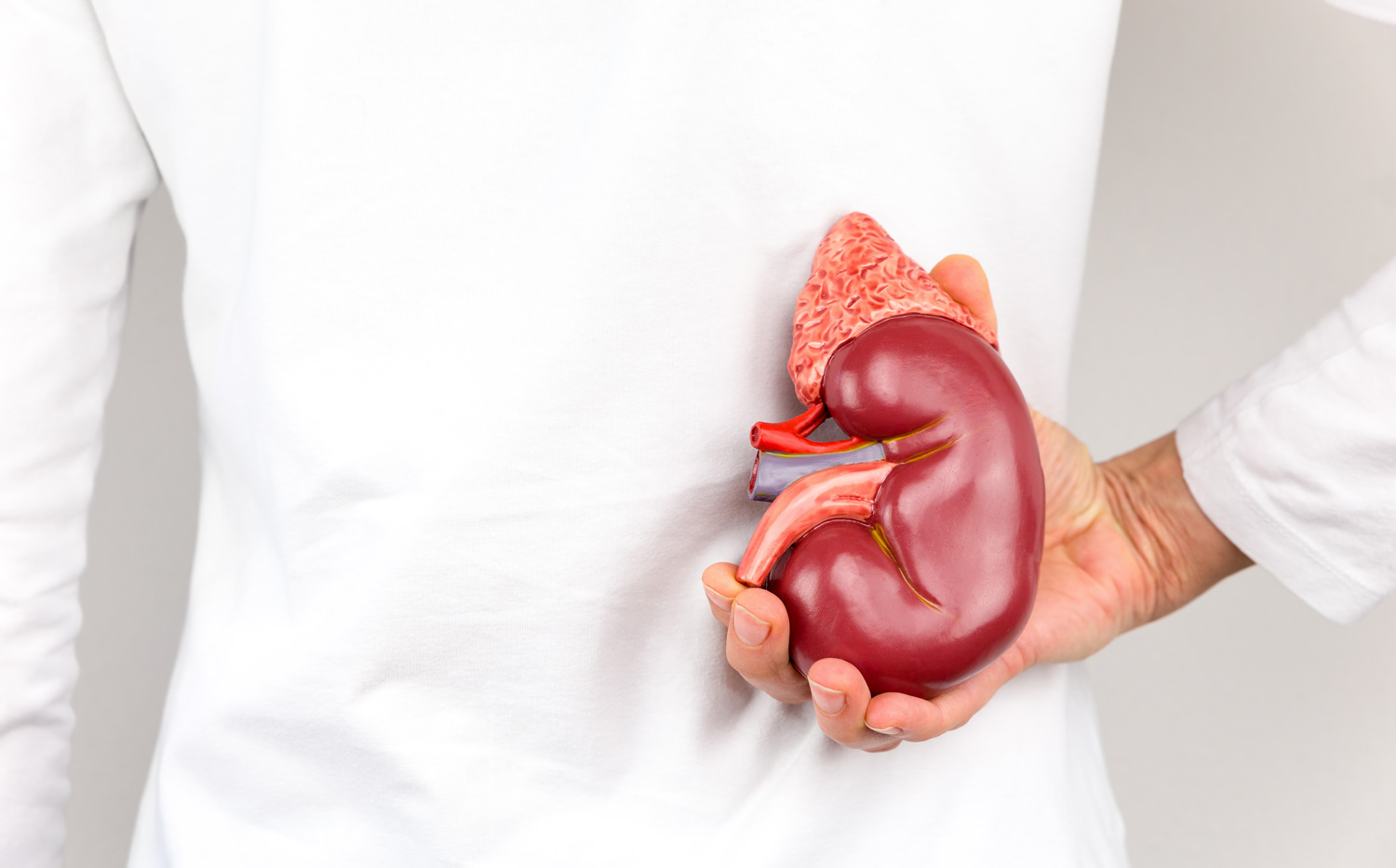 包圖網(wǎng)_pki51907在身體的手的人腎器官模型.jpg 包圖網(wǎng)_pki51907在身體的手的人腎器官模型.jpg